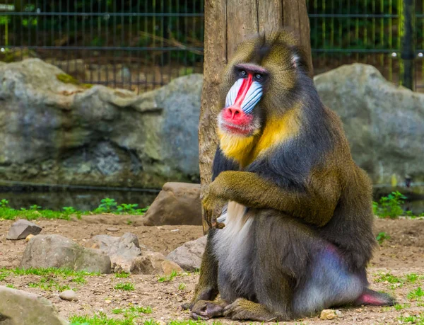 Close-up van een manboor aap, grote primaat met een kleurrijke neus, kwetsbare dier specie uit Kameroen, Afrika — Stockfoto