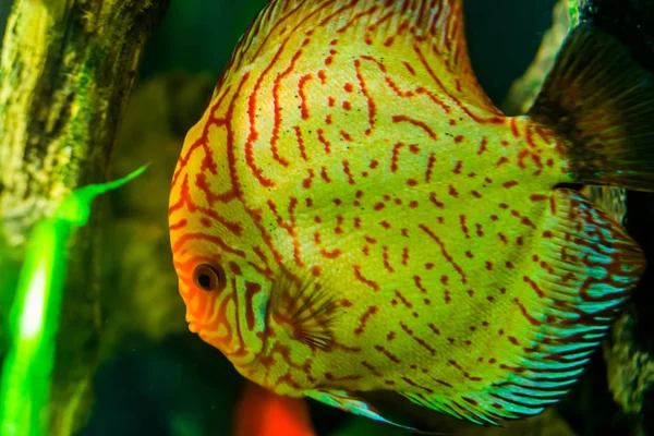 Närbild av ansiktet på en blå diskus fisk, populär tropiska akvarium PET i vattenbruk, tropiska fiskar specie från Amazonas avrinningsområde — Stockfoto