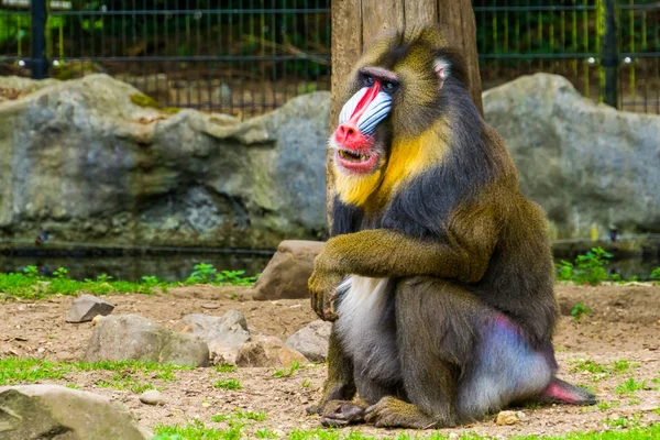 Nahaufnahme Porträt eines Mandrillenaffen, der seine Zähne zeigt, tropischer Primat mit buntem Gesicht, verletzliche Tierart aus Kamerun, Afrika — Stockfoto