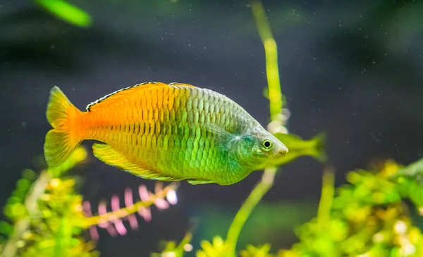 Pesce arcobaleno boesemani in primo piano, animale domestico colorato e popolare in acquacoltura, specie di pesce tropicale e in via di estinzione dal lago ayamaru in Indonesia — Foto Stock