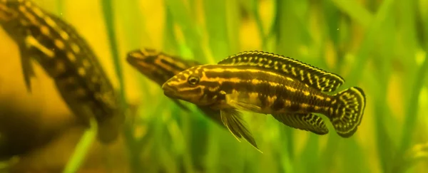 Close-up van de Marlier Julie, populaire cichlid vis uit het Tanganyikameer in Afrika — Stockfoto