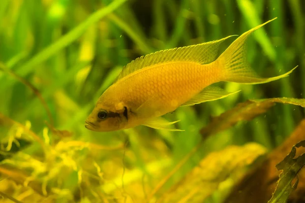 Close-up de um ciclídeo nasuta dourado, animal de estimação colorido aquário ornamental amarelo, espécie de peixe tropical do lago tanganica na África — Fotografia de Stock