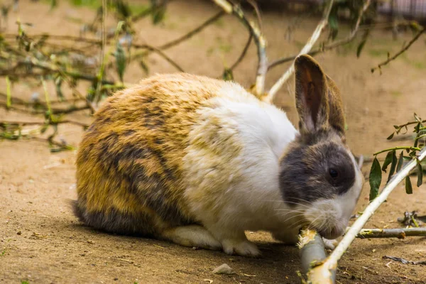 Primer plano de un conejito holandés de tres colores masticando en una rama, popular raza de conejo holandés de los Países Bajos — Foto de Stock