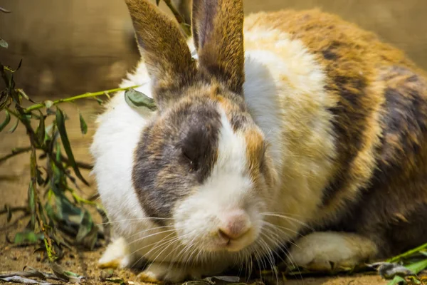 クローズアップで顔を持つ三色のオランダのウサギ、オランダから人気のウサギの品種 — ストック写真