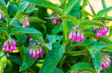 ortak bir comfrey bitki yakın çekim, Avrupa'dan yabani çiçekli bitki, Doğa arka plan