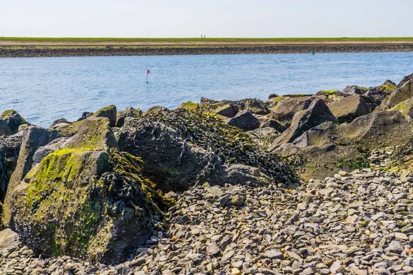 Okyanus manzaralı yosun kaplı kayalar, Tholen plajı, Bergse diepsluis, Oesterdam, Zeeland, Hollanda — Stok fotoğraf