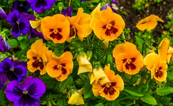 Gros plan de fleurs de pansy orange, fleurs ornementales colorées et populaires de jardin, fond de la nature — Photo