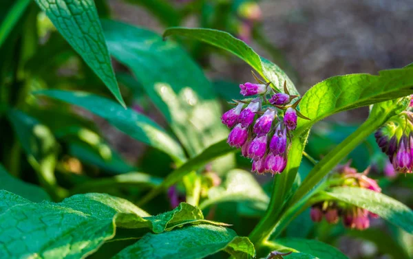 Close-up das flores em forma de sino de uma planta comum comfrey, planta selvagem da Eurásia — Fotografia de Stock