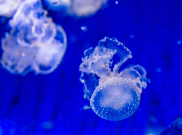 spotted jellyfish in closeup, floating bell jelly, tropical specie from the pacific ocean