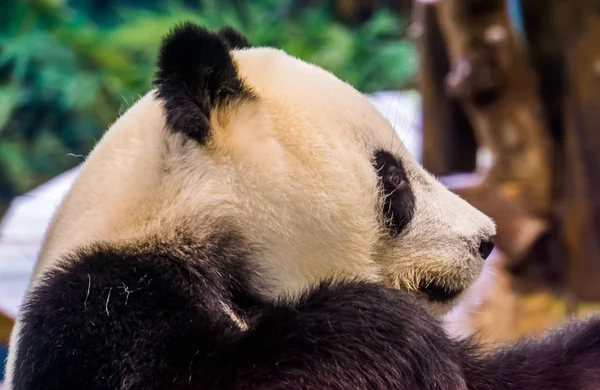 Closeup of the face of a giant panda bear from the side, Vulnerable animal specie from Asia — Stock Photo, Image