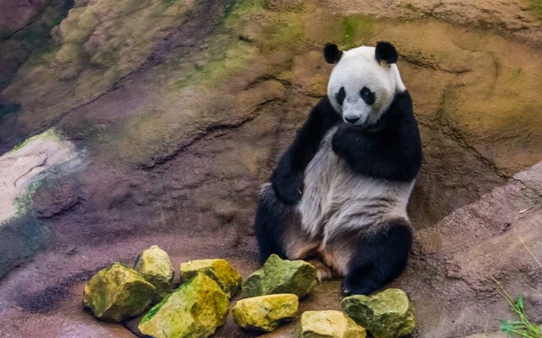 Closeup of a giant panda bear sitting against a rock, Vulnerable animal specie from Asia — Stock Photo, Image