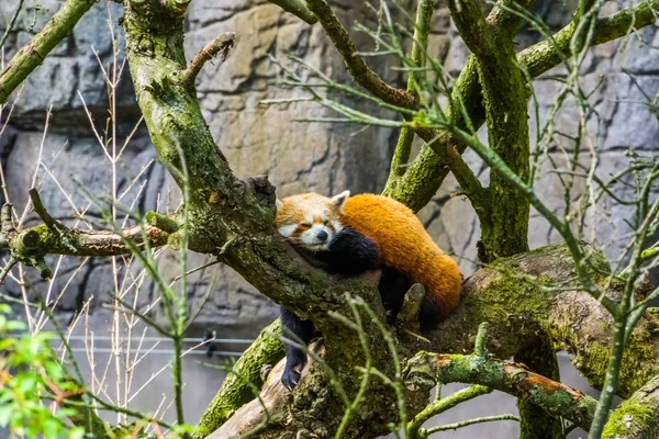 Closeup of a red panda laying in a tree, Endangered animal specie from Asia — Stock Photo, Image