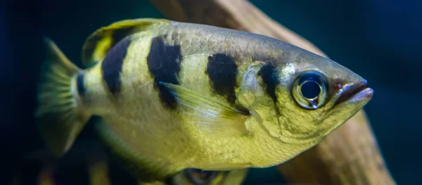 줄무늬 궁수 물고기, 수족관에서 인기있는 수족관 애완 동물, 유도 태평양의 이국적인 스펙의 클로즈업 — 스톡 사진