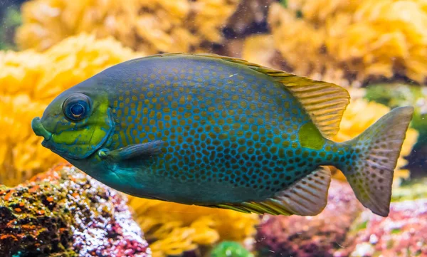 Close-up retrato de um peixe de coelho mancha laranja, colorido animal de estimação tropical do indo oceano pacífico — Fotografia de Stock