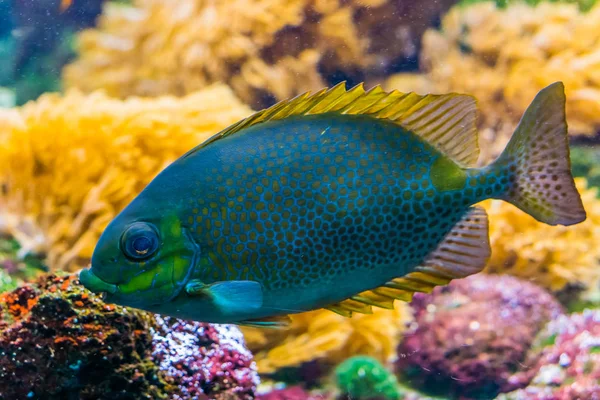 Peixe de coelho manchado de laranja em close-up, aquário tropical colorido animal de estimação, espécie animal exótico do Oceano Indo-Pacífico — Fotografia de Stock