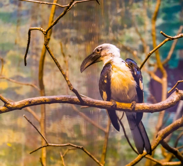 Pájaro carey de Decken hembra sentado en una rama de árbol, especie de ave tropical de África — Foto de Stock