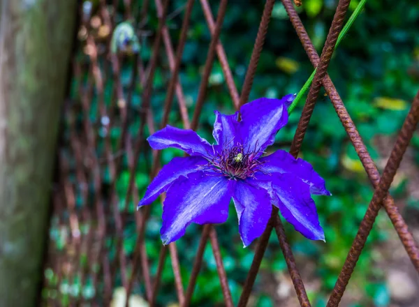 Belle fleur clématite violette en gros plan, plante grimpante, plante de jardin cultivée populaire, fleurs ornementales — Photo