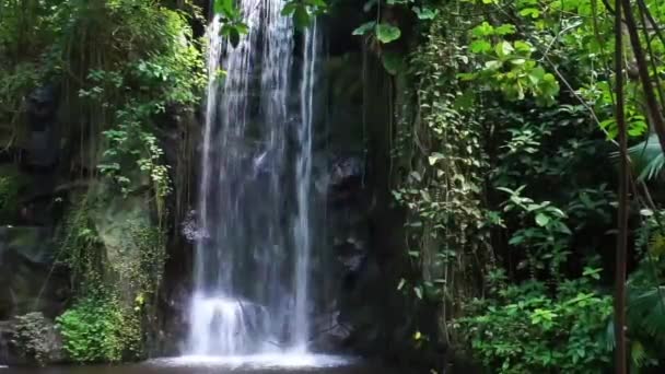 Big Streaming Water Fall Tropical Rainforest Scenery Large Tropical Gardens — Stock Video