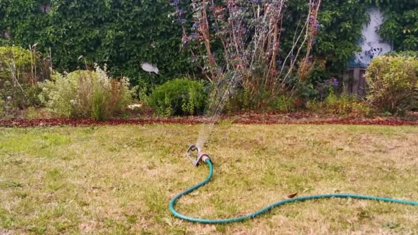 Otomatik Bir Bahçe Püskürtücü Ile Çim Sulama Bir Fıskiye Yakın — Stok video