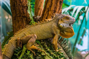 Yeşil bir Amerikan iguana yakın çekim, popüler egzotik evcil hayvan, Amerika'dan tropikal kertenkele specie
