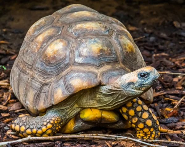 front closeup of a yellow footed tortoise, Brazilian giant turtle, Vulnerable animal specie from the amazon basin of America