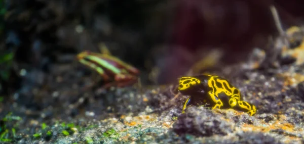 노란 범블비 독 다트 개구리, 미국 열대 우림에서 인기있는 수륙 양용 스펙의 클로즈업 — 스톡 사진