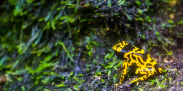 매크로 클로즈업, 인기 수륙 양용 애완 동물, 미국의 열대 우림에서 열대 동물 specie에 노란색과 검은 범블 비 독 다트 개구리 — 스톡 사진