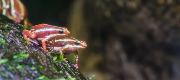 Par de ranas venenosas fantasmales sentadas juntas, mascotas tropicales populares, especie de anfibio en peligro de extinción de Ecuador — Foto de Stock
