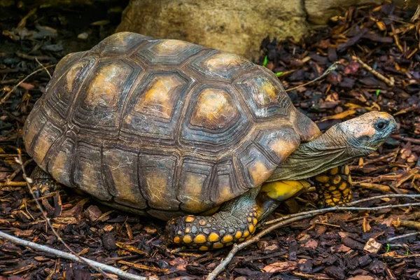 Retrato de cerca de una tortuga de patas amarillas, tortuga gigante brasileña, especie de reptil vulnerable de la cuenca amazónica de América —  Fotos de Stock