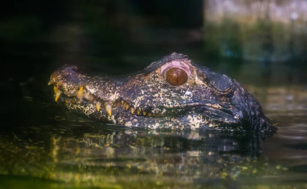 Belo closeup da cabeça de um crocodilo caiman anão acima da água, réptil tropical dos rios da América — Fotografia de Stock