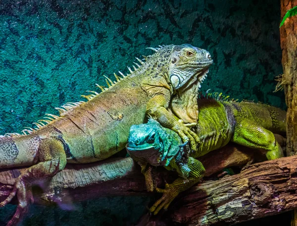 Baskın kertenkele davranışları, başka bir iguana üstüne yeşil iguana, popüler tropikal evcil hayvan, Amerika'dan egzotik kertenkele specie — Stok fotoğraf