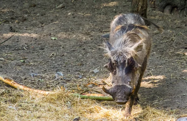 Close-up de uma fêmea warthog caminhando em direção à câmera, espécie de javali tropical da África — Fotografia de Stock