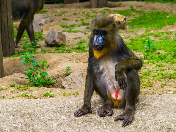 Close-up van een manboor aap met zijn mannelijke geslachtsdelen, tropische primaat uit Kameroen, Afrika — Stockfoto