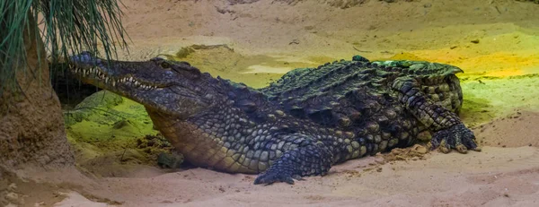 Close-up retrato de um crocodilo do nilo, espécie de réptil tropical do deserto da África — Fotografia de Stock