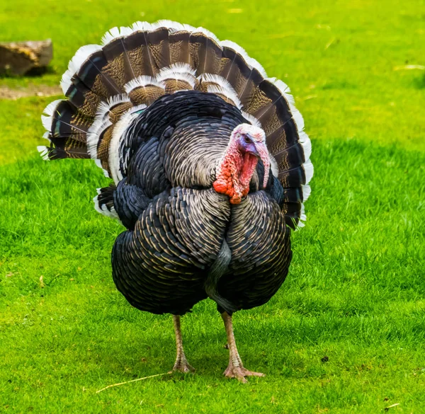 Domestic turkey spreading its feathers in closeup, popular ornamental bird, Christmas and thanksgiving animal — Stock Photo, Image