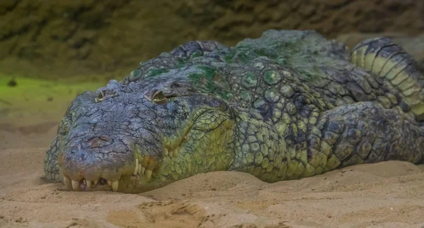 Schöne Nahaufnahme des Gesichts eines Nilkrokodils, tropisches Reptil aus der Wüste Afrikas — Stockfoto