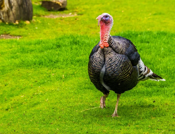 Inhemsk kalkon går genom gräset i närbild, populära djur gård husdjur, fågel specie från Mexiko och Europa — Stockfoto