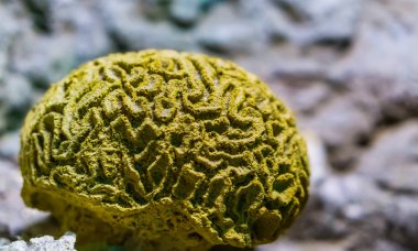 yellow grooved brain coral in closeup, marine life background, popular decorative pet in aquaculture, invertebrate specie from the caribbean sea clipart