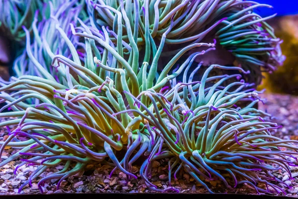 closeup of a Mediterranean snakelocks sea anemone, common invertebrate specie from the mediterranean sea, marine life background
