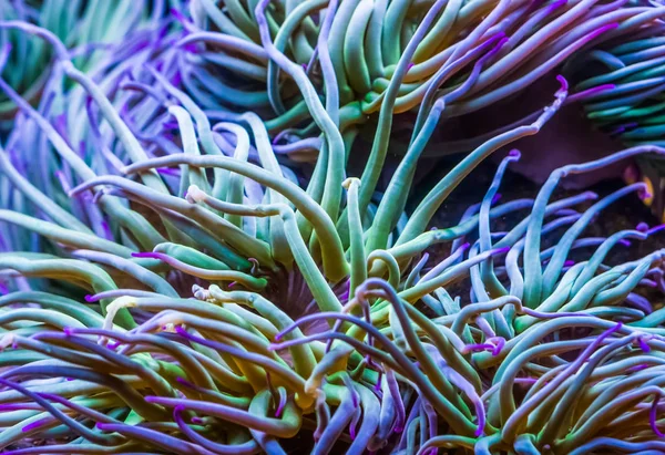 Макро крупный план щупалец средиземноморской змеиной морской анемоны, обыкновенный тропический беспозвоночный вид, морской фон жизни — стоковое фото