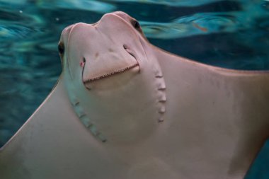 bir burnu ışını, karayip denizinden tropikal kartal ışın specie yüzünün komik yakın çekim