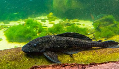 bir enayi ağızlı yayın balığı yakın çekim, akvaryum için popüler benekli pleco, Amerika'dan tropikal balık specie
