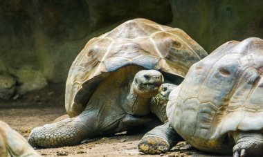 yakın galapagos kaplumbağa çift, sevgi ifade kaplumbağaları, Galapagos adalarından savunmasız arazi konut kaplumbağa specie