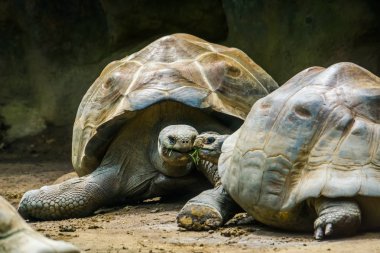 samimi galapagos kaplumbağa çift birlikte başları ile, Galapagos adalarından savunmasız karakaplumbağa specie