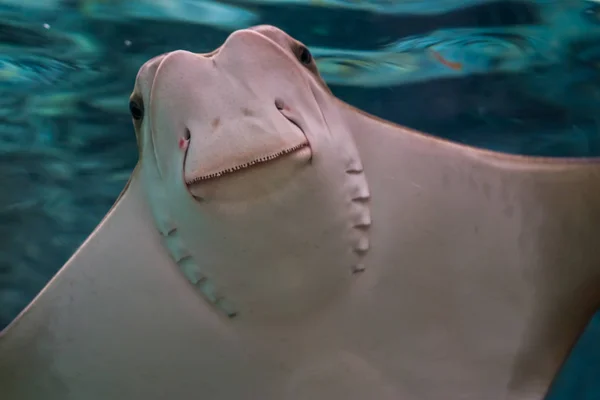 Gracioso primer plano de la cara de un rayo de cownose, especie de rayo de águila tropical del mar Caribe — Foto de Stock