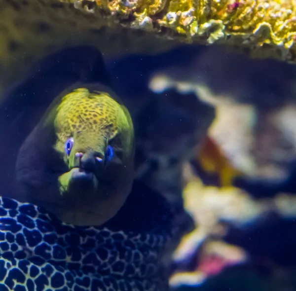 O rosto de uma enguia moray mediterrânea em close-up, animal de estimação aquário popular, espécie de peixe tropical — Fotografia de Stock