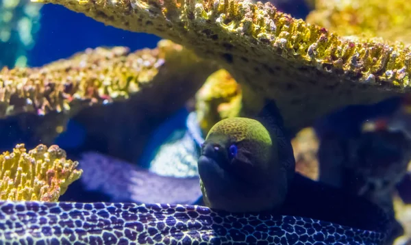 Mediterrán Moray angolna closeup, népszerű akvárium kisállat, trópusi halak Specie — Stock Fotó