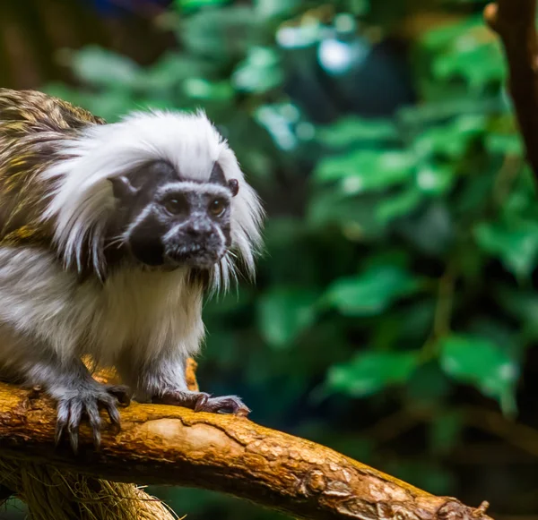 Närbild av ansiktet på en bomullstopp Tamarin Monkey, akut hotad Animal specie, tropiska primater — Stockfoto