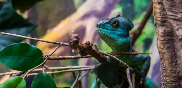 クローズアップで顔を持つ緑の梅のバジリスク、アメリカからの熱帯爬虫類の種 — ストック写真