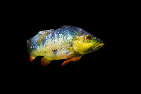 Tucunaré borboleta isolado em um fundo preto, espécie de peixe ciclídeo popular dos rios da América — Fotografia de Stock